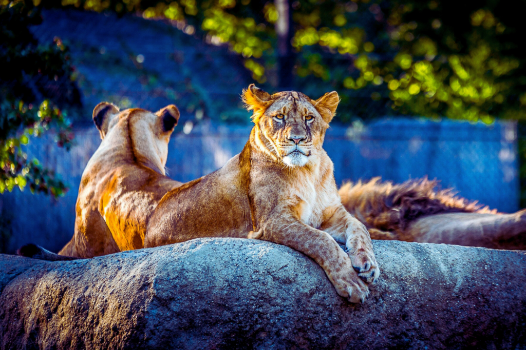 Zagreb ZOO animals lions colorful